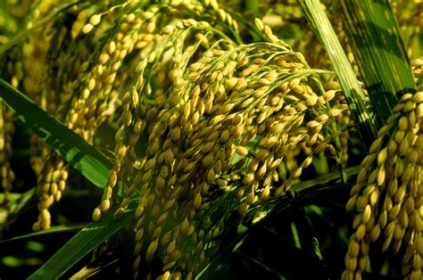 Hybrid Rice Seeds .